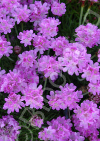 Armeria maritima 'Powder Puff'